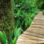 Meares Island Trail – (Big Tree Trail)