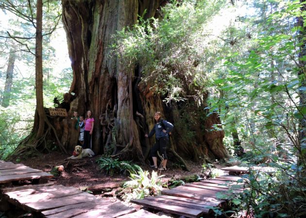 Old Big Tree Trail (Rainforest Trail)