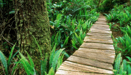 10 Top-Rated Hiking Trails in Tofino